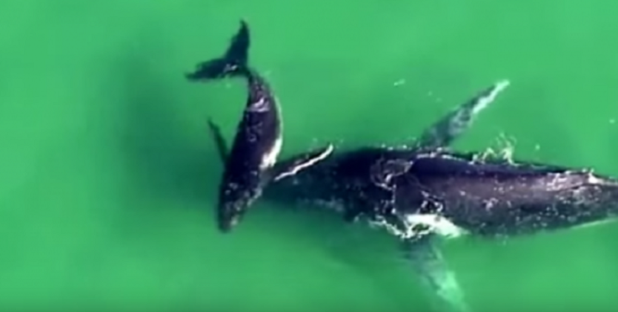 Mladunče kita 40 minuta spasavalo majku iz pijeska (VIDEO) Mladunče kita 40 minuta spasavalo majku iz pijeska (VIDEO)