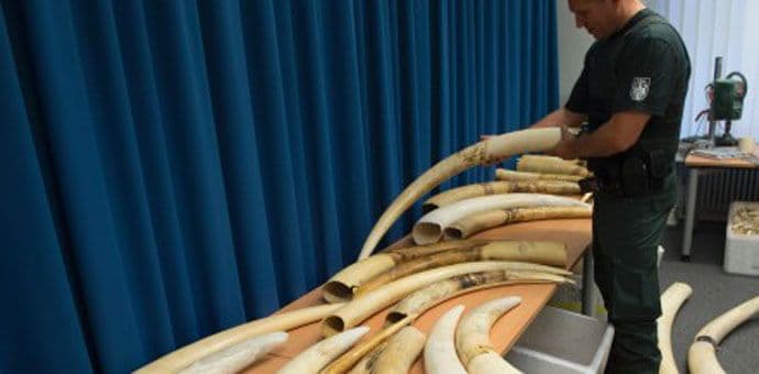 Zaplijenjene dvije tone slonovače Zaplijenjene dvije tone slonovače