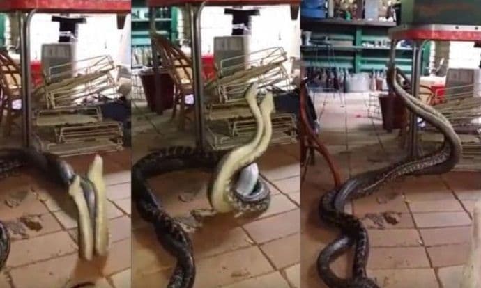 Zatekao u kuhinji borbu dva ogromna pitona (VIDEO) Zatekao u kuhinji borbu dva ogromna pitona (VIDEO)