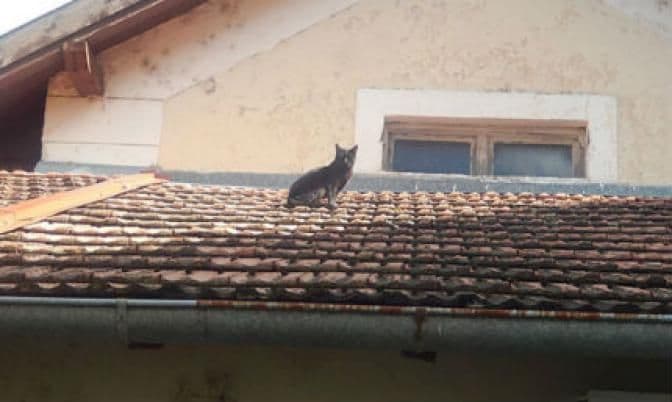 Atrakcija: Mačak iz BiH tri godine ne silazi sa krova Atrakcija: Mačak iz BiH tri godine ne silazi sa krova