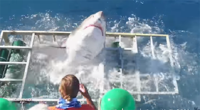 Na korak od smrti: Ajkula ušla u kavez kod ronioca (Video) Na korak od smrti: Ajkula ušla u kavez kod ronioca (Video)