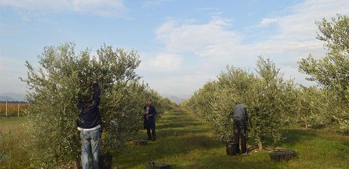 Rod maslina katastrofalan, uzrok klima i štetočine Rod maslina katastrofalan, uzrok klima i štetočine
