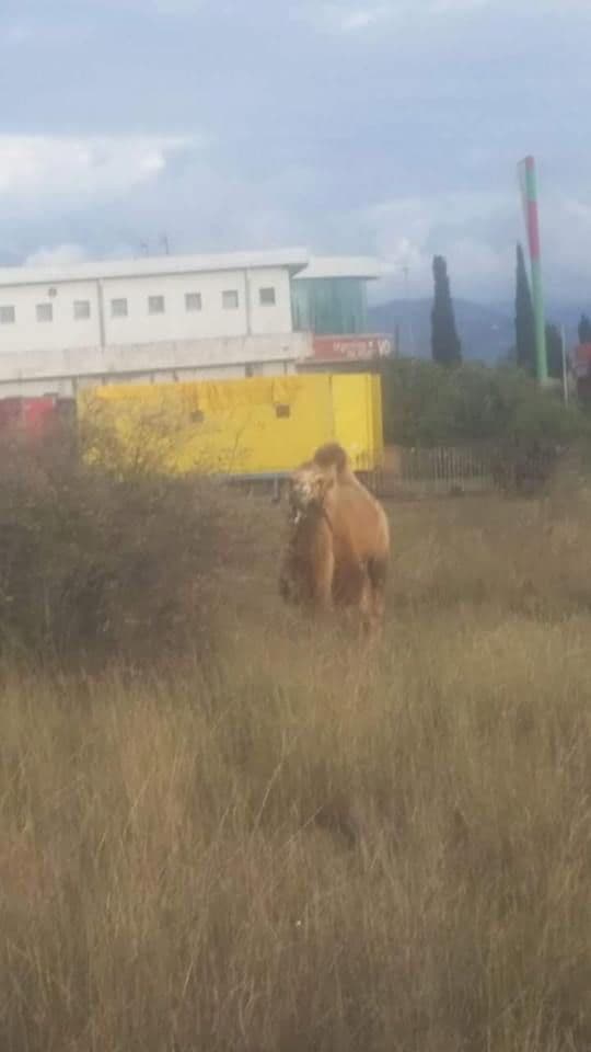 kamila