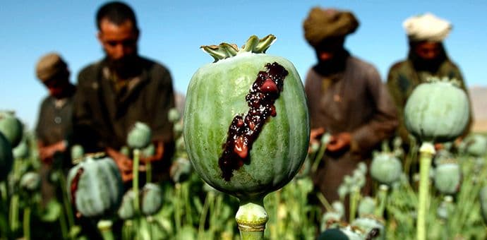 UN: Proizvodnja opijuma u Avganistanu skočila za čak 43 odsto UN: Proizvodnja opijuma u Avganistanu skočila za čak 43 odsto