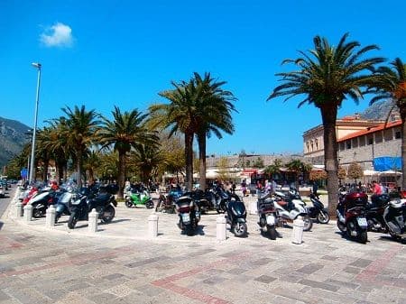 Kotor: „Crveni surlaš" - opasnost za palme Kotor: „Crveni surlaš" - opasnost za palme