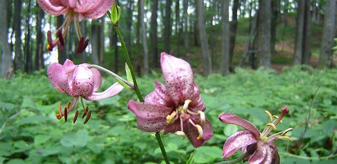 KONAČNO: Formira se banka gena rijetkih crnogorskih biljaka i životinja KONAČNO: Formira se banka gena rijetkih crnogorskih biljaka i životinja