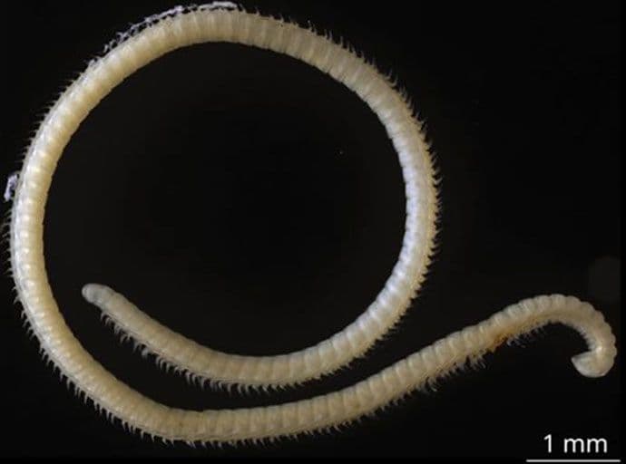 Otkrivena životinja sa 414 nogu i četiri penisa (VIDEO) Otkrivena životinja sa 414 nogu i četiri penisa (VIDEO)