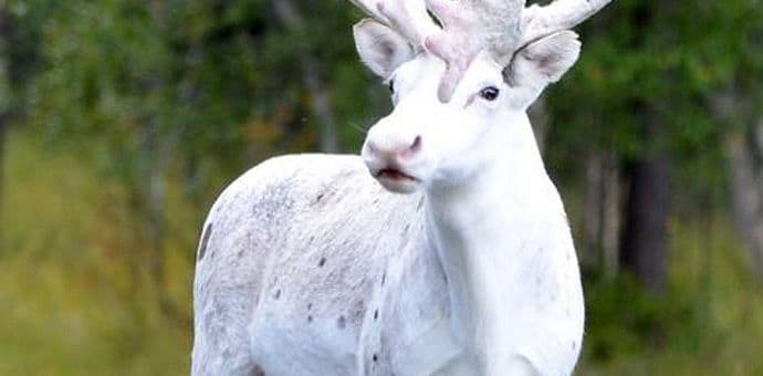 Magično biće: Primijećen rijetki bijeli irvas Magično biće: Primijećen rijetki bijeli irvas