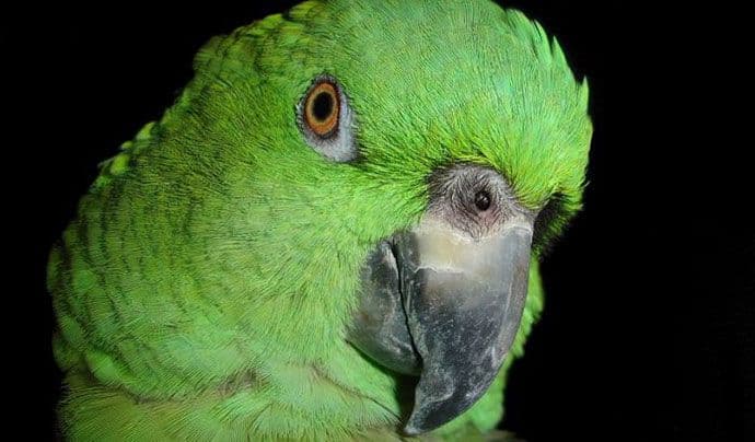 Papagaj otkrio aferu vlasnika sa kućnom pomoćnicom Papagaj otkrio aferu vlasnika sa kućnom pomoćnicom