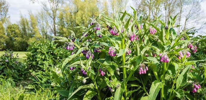 Revolucionarno u Crnoj Gori: Biljke će prečišćavati otpadne i otrovne vode Revolucionarno u Crnoj Gori: Biljke će prečišćavati otpadne i otrovne vode