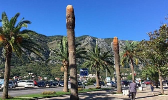 Zbog crvenog surlaša: Počelo uklanjanje palmi u Kotoru Zbog crvenog surlaša: Počelo uklanjanje palmi u Kotoru
