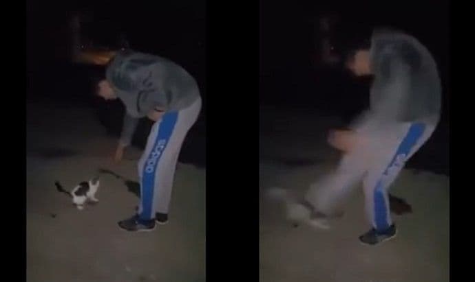 Krivična zbog zlostavljanja mačke Krivična zbog zlostavljanja mačke