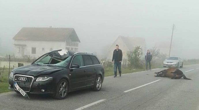 Saobraćajna nesreća kod Plava: Audijem pokosio konja Saobraćajna nesreća kod Plava: Audijem pokosio konja