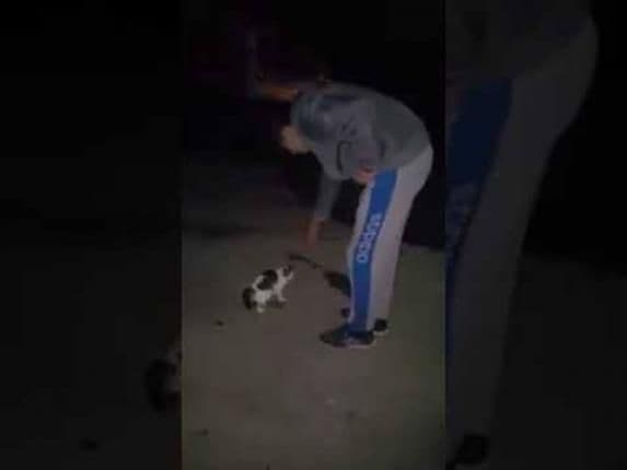 Udruženje: Stevan Milošević šutnuo mačku Udruženje: Stevan Milošević šutnuo mačku