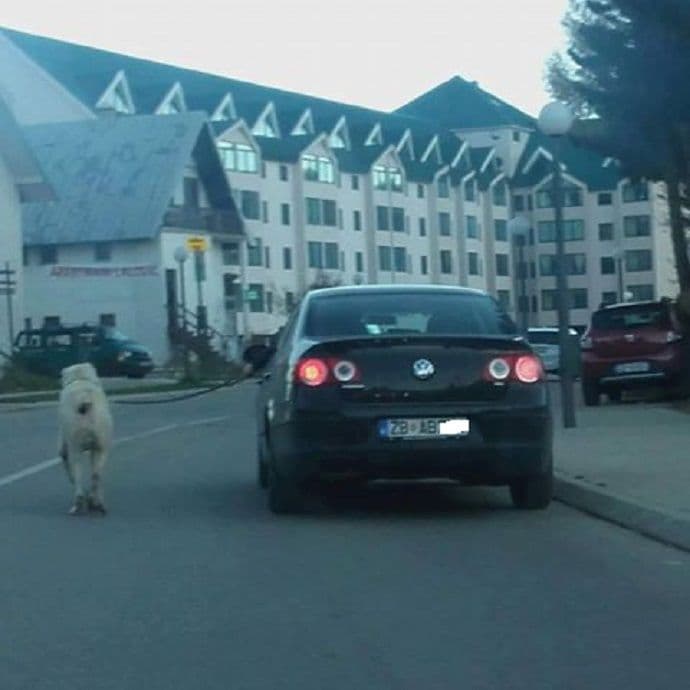 Šok na Žabljaku: Vuče psa kolima Šok na Žabljaku: Vuče psa kolima