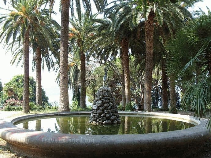 Apel: Novljani sačuvajte palme Apel: Novljani sačuvajte palme