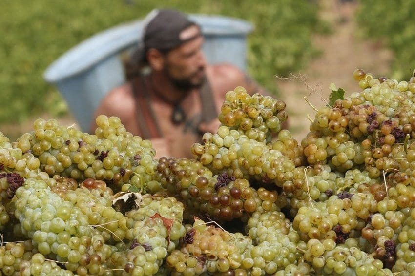 Najslabija berba grožđa u Francuskoj u proteklih 30 godina Najslabija berba grožđa u Francuskoj u proteklih 30 godina