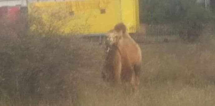 Životinje iz karavana ,,Monte Karlo“ još u CG zbog bolesti kvrgave kože goveda Životinje iz karavana ,,Monte Karlo“ još u CG zbog bolesti kvrgave kože goveda