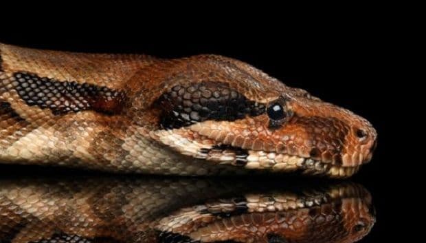 Mislili su da je ova zmija pojela tele, ali... Mislili su da je ova zmija pojela tele, ali...