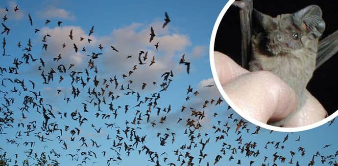 Otkriven najbrži letač među životinjama Otkriven najbrži letač među životinjama