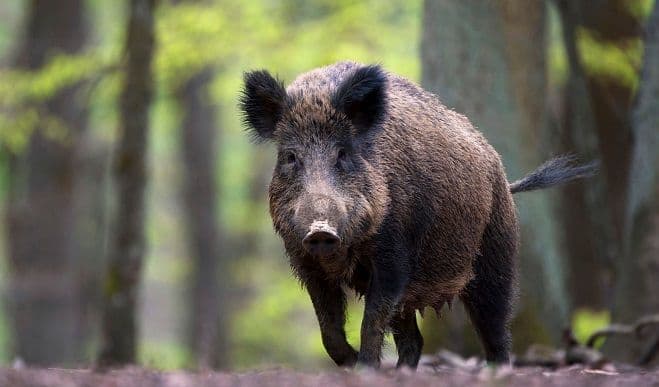 Dalmaciju terorišu "divlji monstrumi" Dalmaciju terorišu "divlji monstrumi"