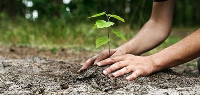 Akcija sadnje u Danilovgradu Akcija sadnje u Danilovgradu