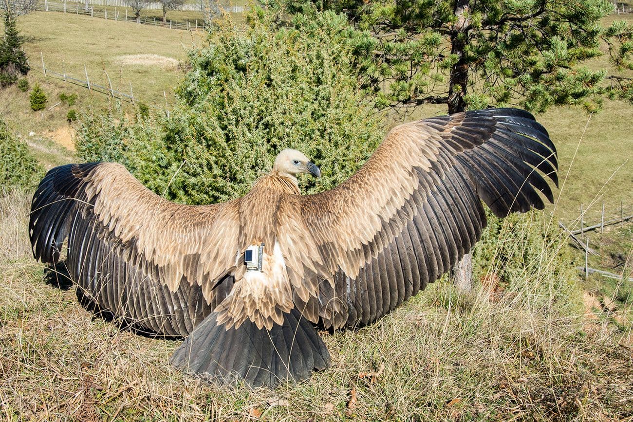 FOTO: Bjeloglavi sup Milo upisan u ornitološku istoriju Crne Gore FOTO: Bjeloglavi sup Milo upisan u ornitološku istoriju Crne Gore