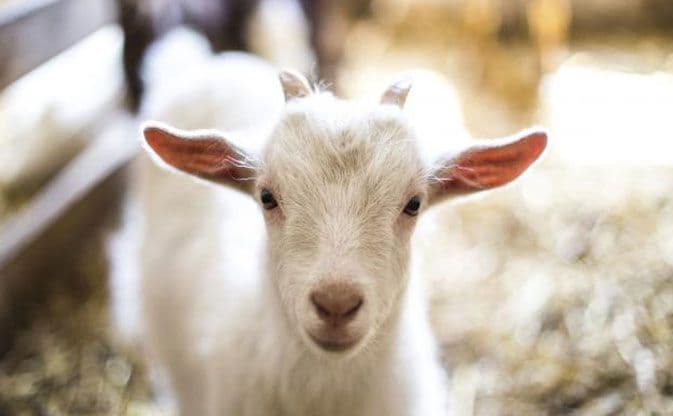 Koze joj donijele milion dolara preko noći, bukvalno! Koze joj donijele milion dolara preko noći, bukvalno!