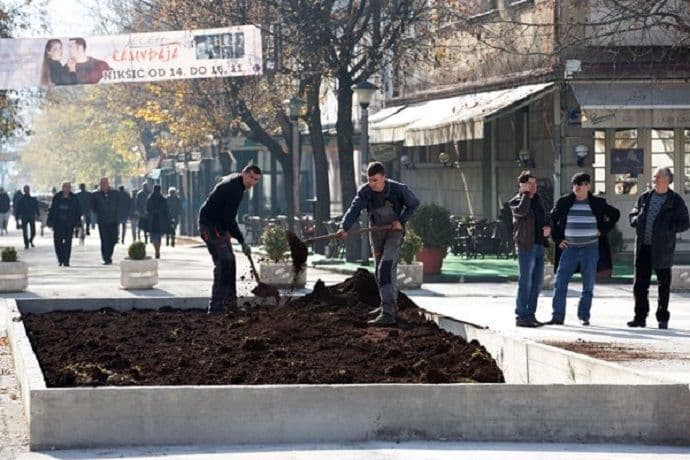 Stabla tulipanovca uskoro na nikšićkom trgu Stabla tulipanovca uskoro na nikšićkom trgu