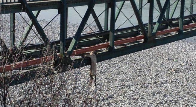 Obješen pas u Bijelom Polju Obješen pas u Bijelom Polju