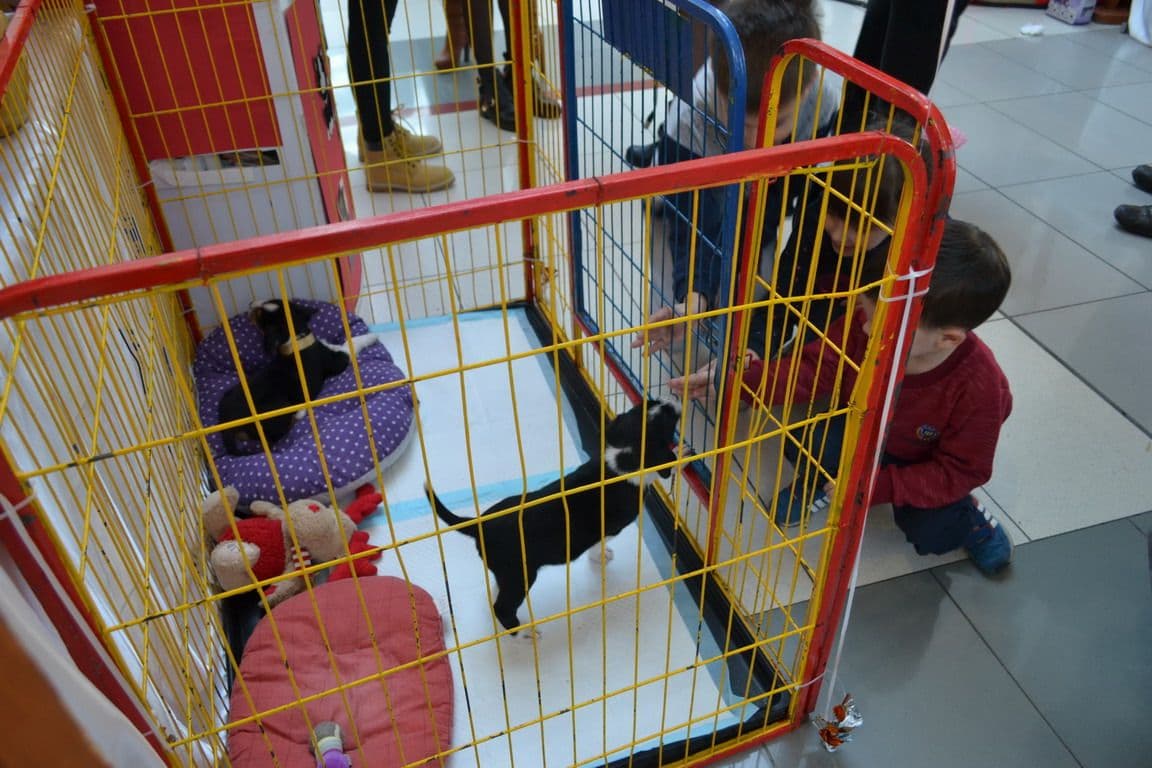 U Delti u toku sajam Pet&Vet, veliko interesovanje za udomljavanje štenaca U Delti u toku sajam Pet&Vet, veliko interesovanje za udomljavanje štenaca