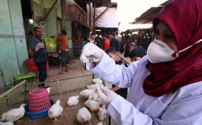 Ptičji grip se ubrzano širi sjeverom Evrope Ptičji grip se ubrzano širi sjeverom Evrope