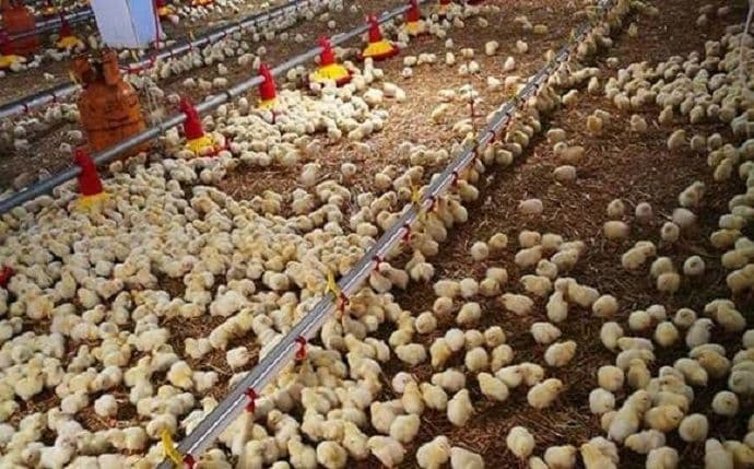 Nova investicija u Nikšiću: Otvorena fabrika pilećeg mesa, uloženo milion i po eura Nova investicija u Nikšiću: Otvorena fabrika pilećeg mesa, uloženo milion i po eura