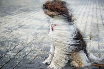 Olujni vjetar, uglavnom suvo Olujni vjetar, uglavnom suvo