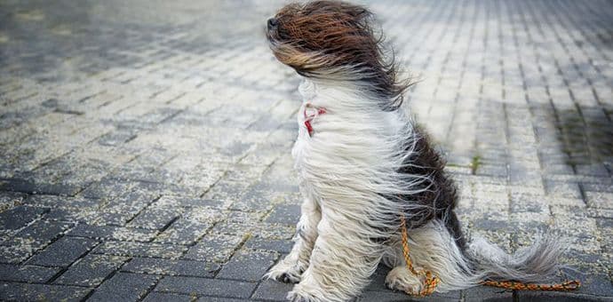 Sjutra pad temperature, povremeno olujni vjetar Sjutra pad temperature, povremeno olujni vjetar