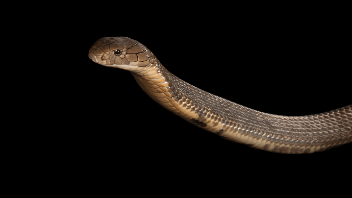 U WC šolji pronašao kobru dugu 2,5 metara, cijela zgrada u strahu (VIDEO) U WC šolji pronašao kobru dugu 2,5 metara, cijela zgrada u strahu (VIDEO)