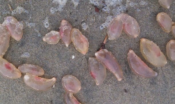 Naučnici u šoku: Na obalu isplivala misteriozna želatinasta stvorenja Naučnici u šoku: Na obalu isplivala misteriozna želatinasta stvorenja