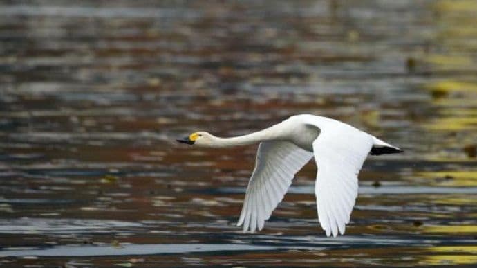 FOTO: Labud iz Sibira stigao u Crnu Goru FOTO: Labud iz Sibira stigao u Crnu Goru