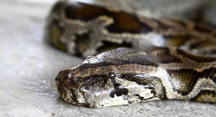 Ulovljen Burmanski piton sa ostacima tri jelena u sebi (VIDEO) Ulovljen Burmanski piton sa ostacima tri jelena u sebi (VIDEO)