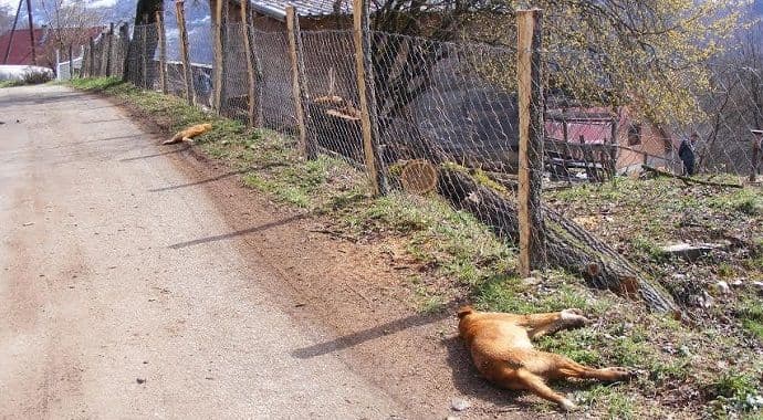 DZZŽ: Životinje masovno ubijene jednim od najopasnijih otrova DZZŽ: Životinje masovno ubijene jednim od najopasnijih otrova