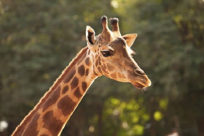 Polako nestaju: Žirafe na crvenoj listi ugroženih vrsta Polako nestaju: Žirafe na crvenoj listi ugroženih vrsta