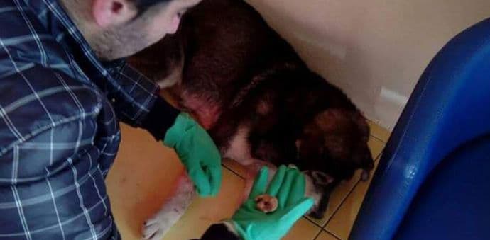 DZZŽ: Novi slučajevi trovanja pasa u Rafailovićima, Podgorici i Bijelom Polju DZZŽ: Novi slučajevi trovanja pasa u Rafailovićima, Podgorici i Bijelom Polju