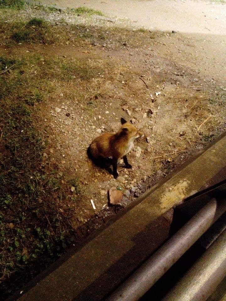 FOTO: Najezda lisica u Podgorici FOTO: Najezda lisica u Podgorici