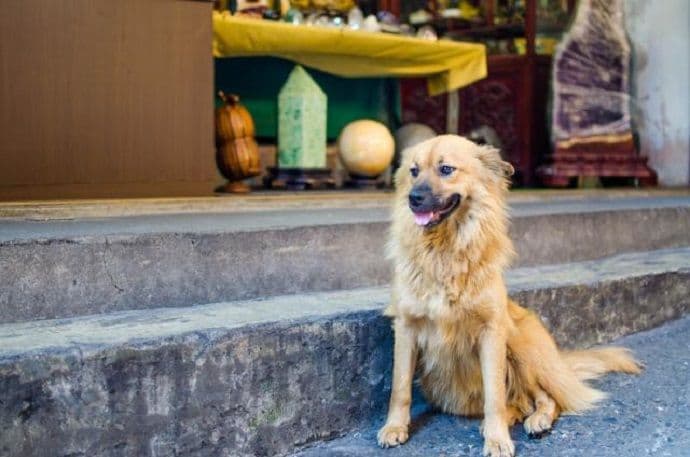 Zabranjeno klanje pasa na pijacama Zabranjeno klanje pasa na pijacama