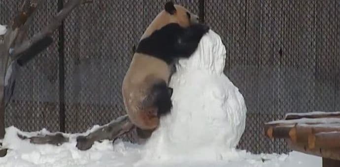 VIDEO: Ova borba će vas sigurno nasmijati VIDEO: Ova borba će vas sigurno nasmijati