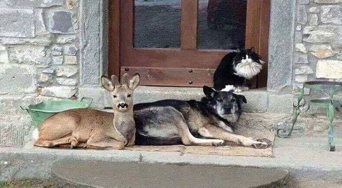 Nesvakidašnja fotografija: Divlja ljepota Crne Gore na pragu stare kuće Nesvakidašnja fotografija: Divlja ljepota Crne Gore na pragu stare kuće