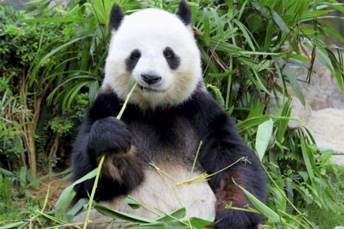 Uginuo Pan Pan, najstarija panda na svijetu Uginuo Pan Pan, najstarija panda na svijetu