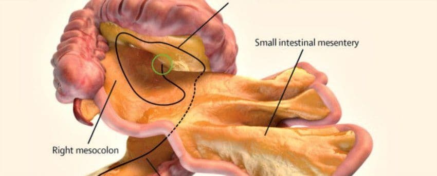 Zvanično imenovan novi organ u ljudskom tijelu - mezenterij Zvanično imenovan novi organ u ljudskom tijelu - mezenterij