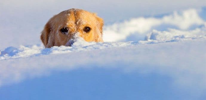 APEL NVO: Pripazite pse, štenad ne mogu preživjeti najavljenu hladnoću APEL NVO: Pripazite pse, štenad ne mogu preživjeti najavljenu hladnoću
