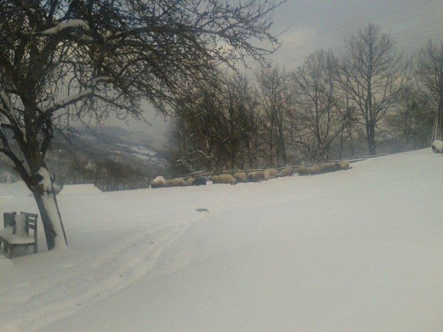 SJEVER CRNE GORE: Snijeg do 50 cm, sela odsječena SJEVER CRNE GORE: Snijeg do 50 cm, sela odsječena